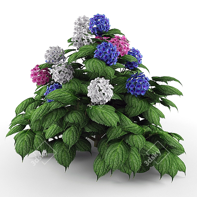 Flourishing Blooms Hydrangea Bush 3D model image 1