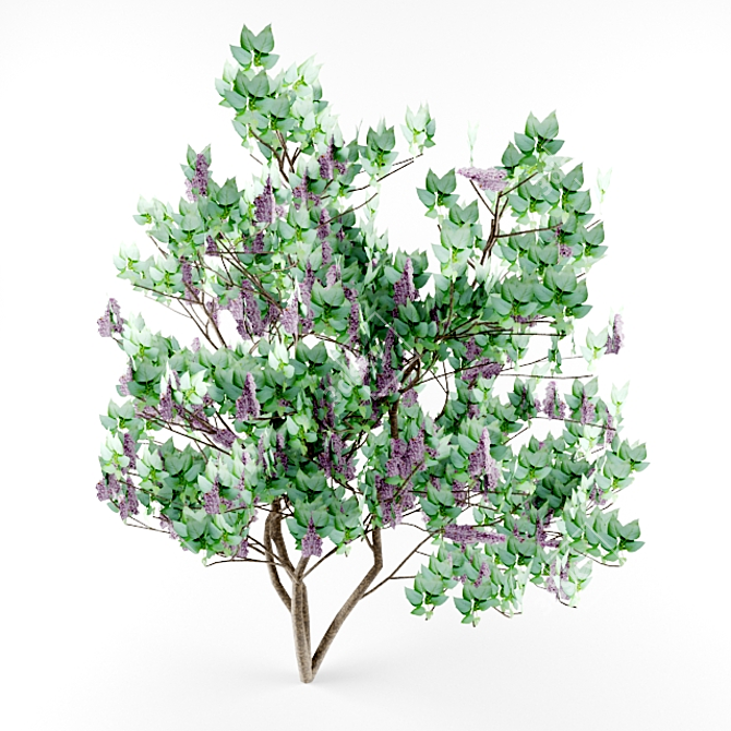 Lilac Bush 3m - Low Poly 3D Model 3D model image 1