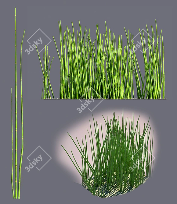 Equirustic: Realistic Equisetum Bushes 3D model image 1