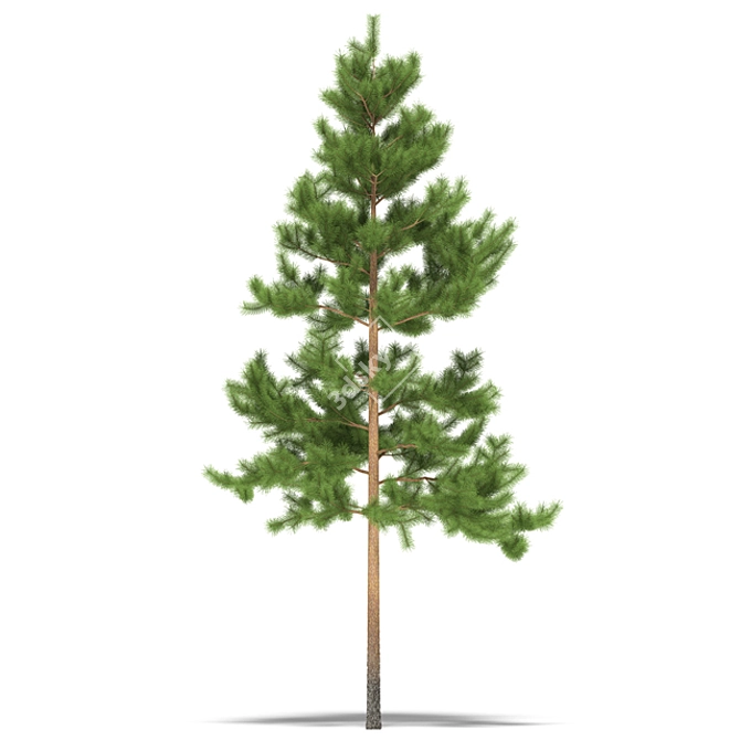 7m Pine Tree Sculpture 3D model image 1