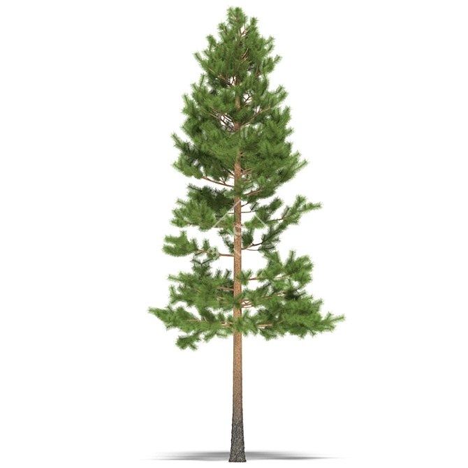 Natural Pine Tree - 9m 3D model image 1