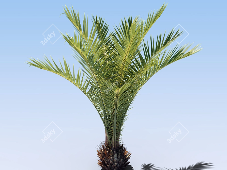 Title: Versatile Palms: Perfect for Indoor and Outdoor 3D model image 1