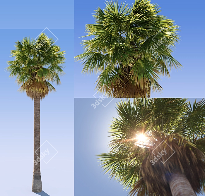 Exterior Palm Tree 3D model image 1