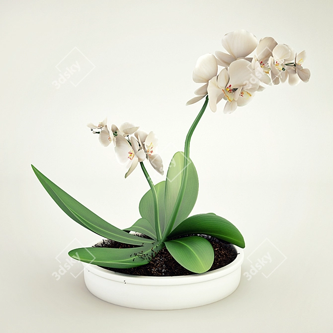 White Orchids in Pot 3D model image 1