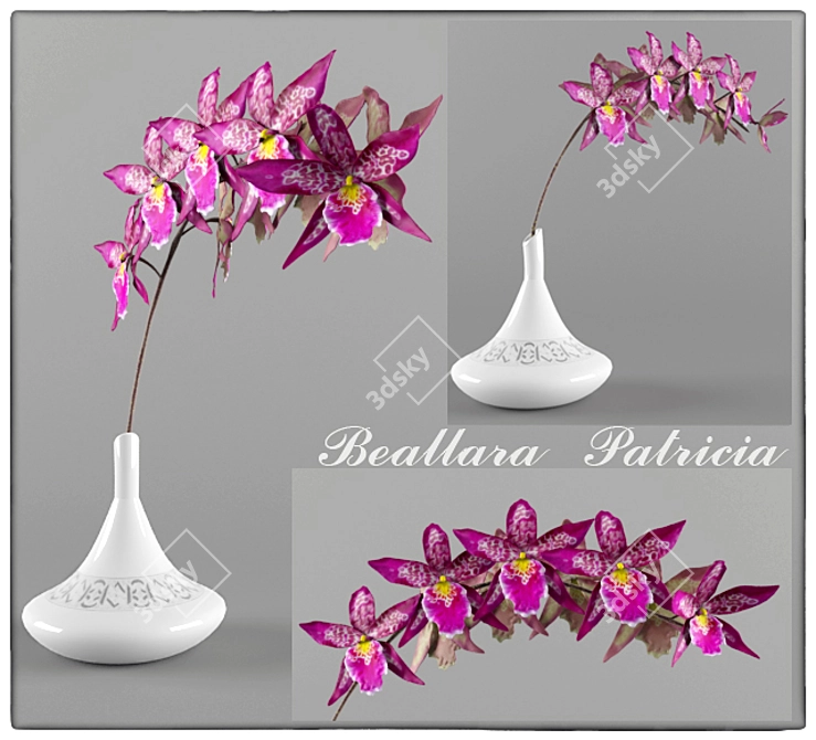 Beallara Orchid: Exquisite Beauty 3D model image 1