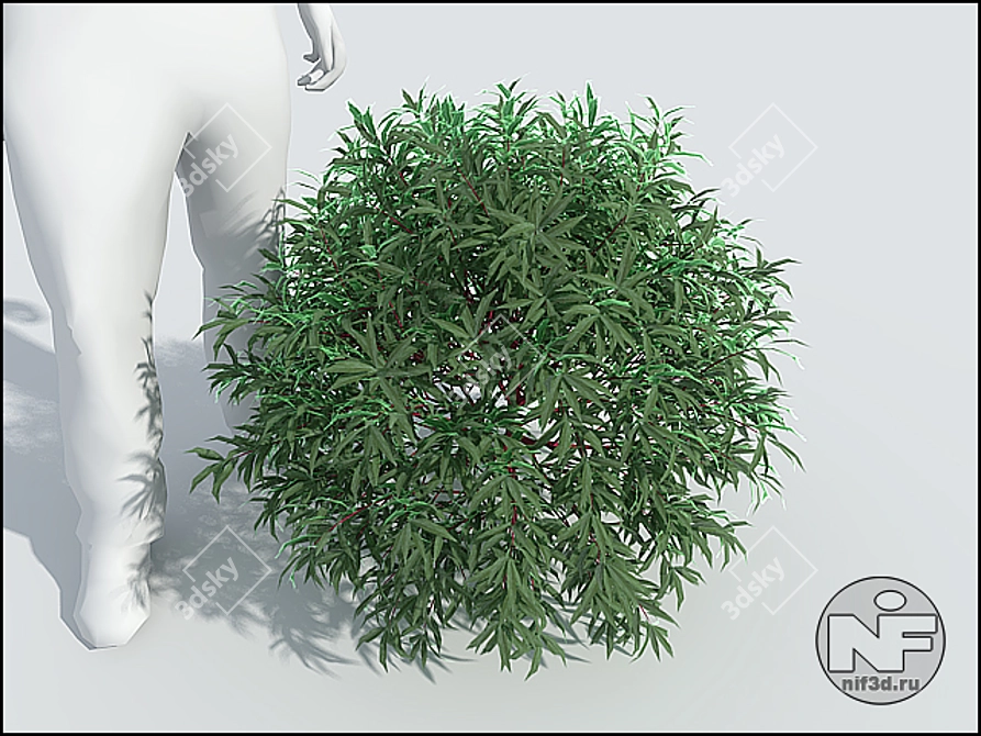 Compact Purple Willow 3D model image 1