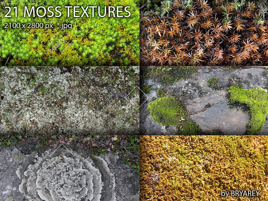 Northern Karelian Moss Collection 3D model image 1