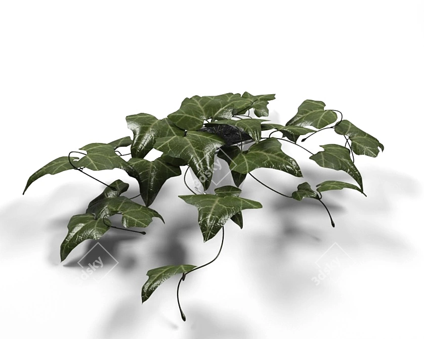 Lush Ivy: Stunning Houseplant 3D model image 1