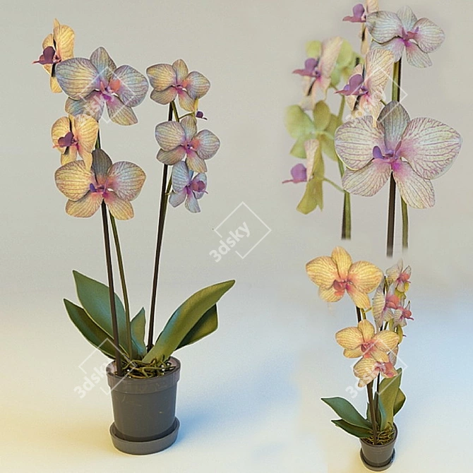 Elegant Orchid Blossom 3D model image 1