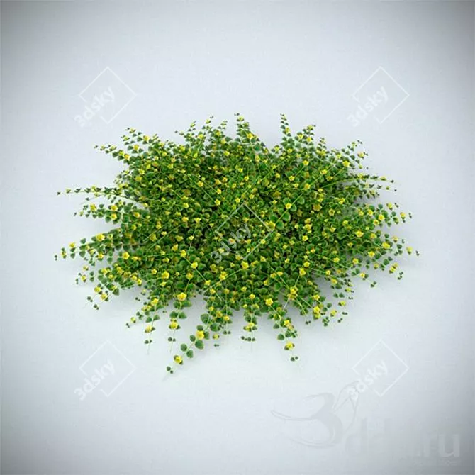 Meadow Loosestrife Bush: Real Scale 3D Model 3D model image 1