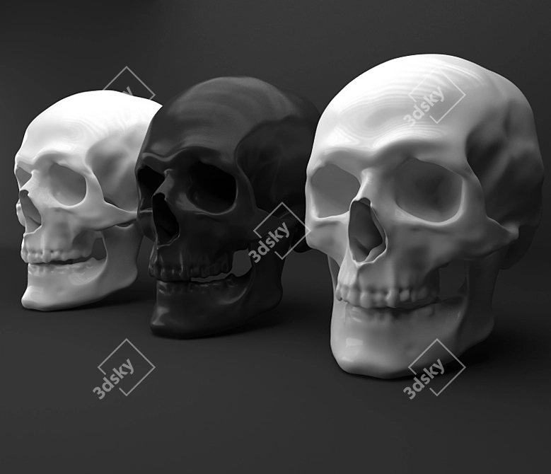 Skull Decor: Authentic Human Replica 3D model image 1