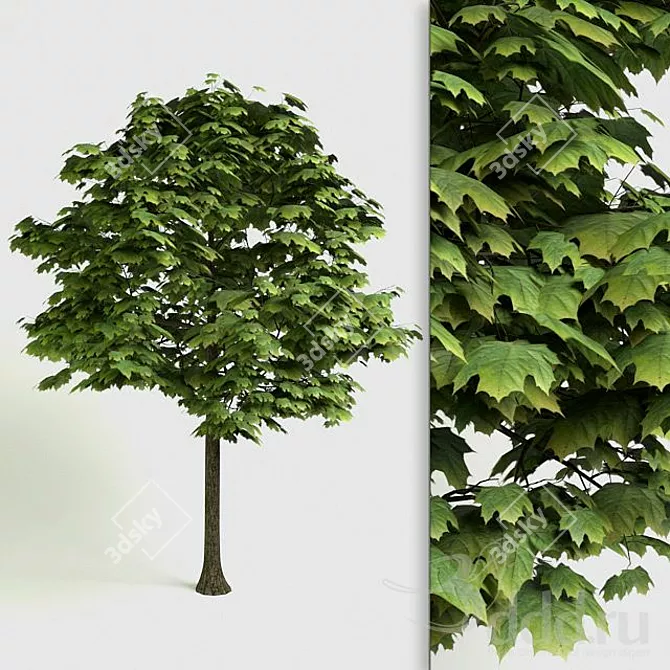 Highly Detailed 3D Maple Tree 3D model image 1