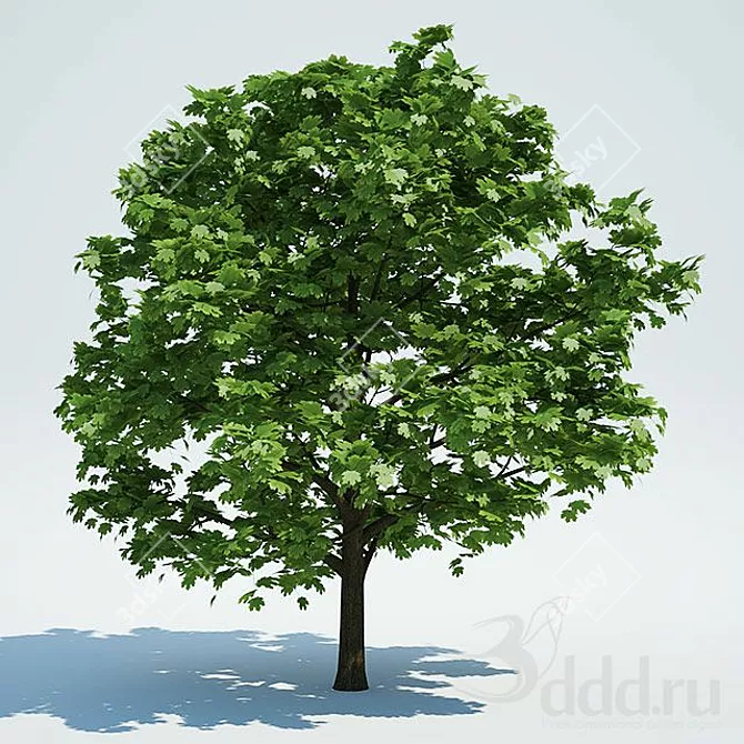 Ancient Acer Tree: High-Poly Model 3D model image 1