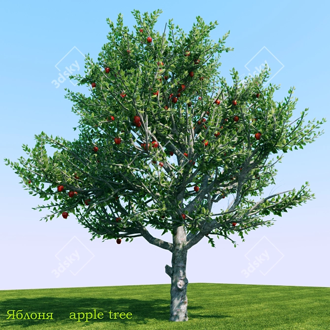 Apple Tree - 2013 & 2010 Version Files 3D model image 1