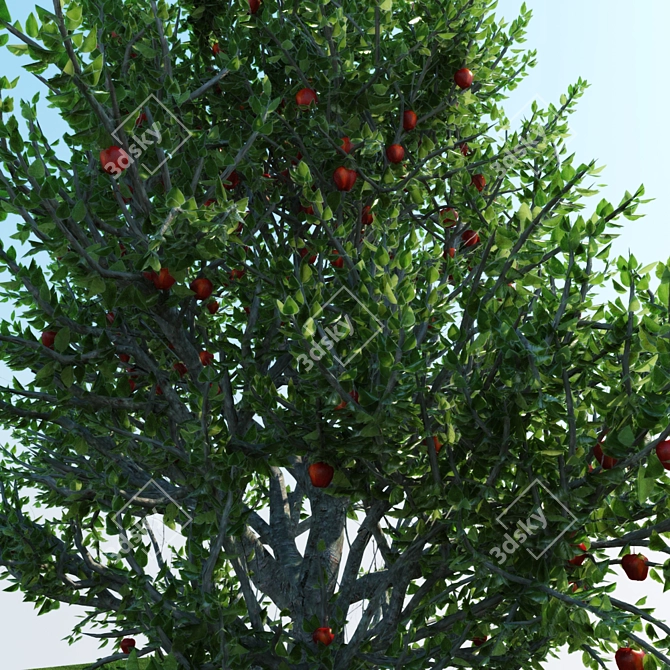 Apple Tree - 2013 & 2010 Version Files 3D model image 2