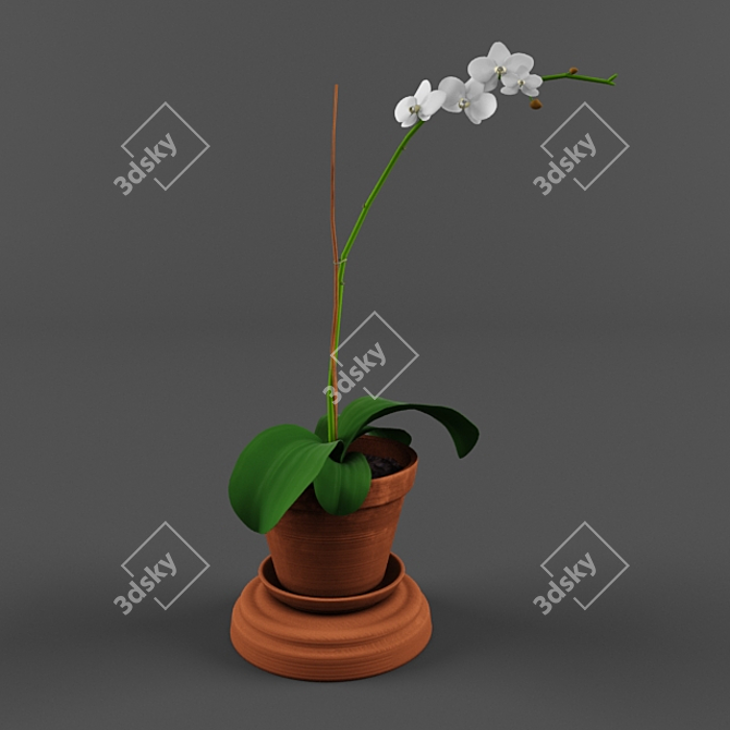 Blooming Orchid-Potted Beauty 3D model image 1