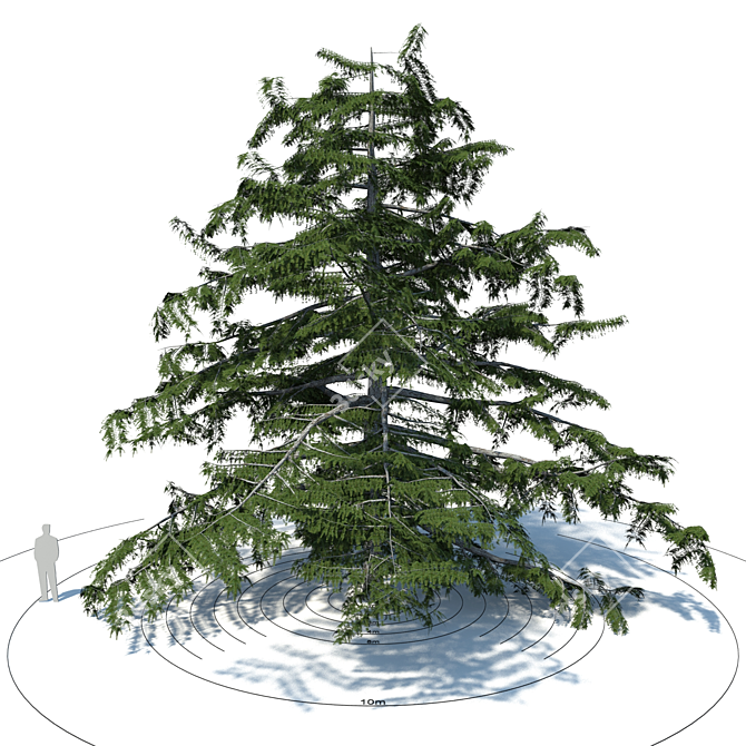 Lebanese Cedar - Cedrus Libani 3D model image 1