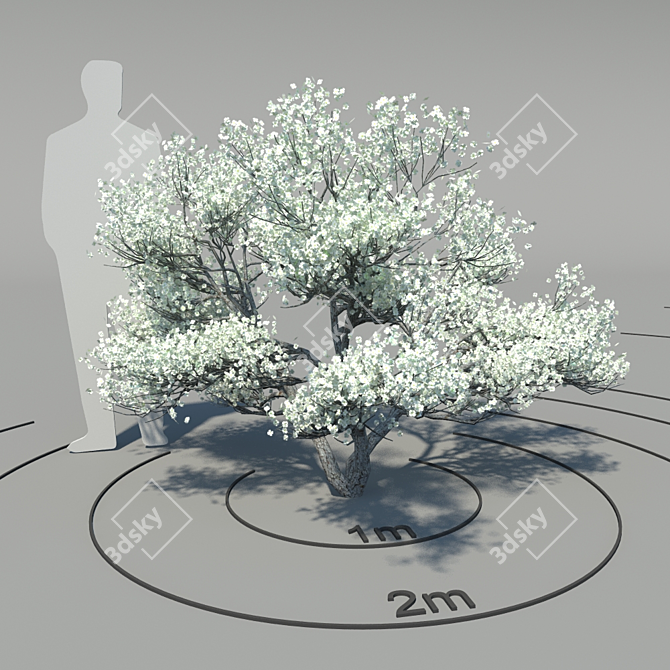 Flowering Dogwood (Cornus florida) - Elegant Blossoming Tree 3D model image 1