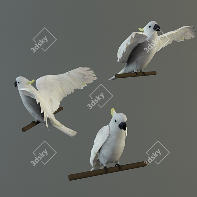 Poly Parrot: Rigged, Animated, Textured 3D model image 3