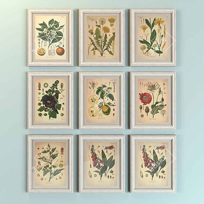 Vintage Botanical Plant Illustrations 3D model image 1