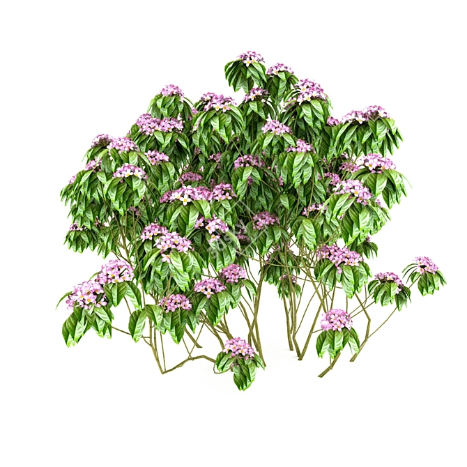 Blooming Spirea Bush 3D model image 1