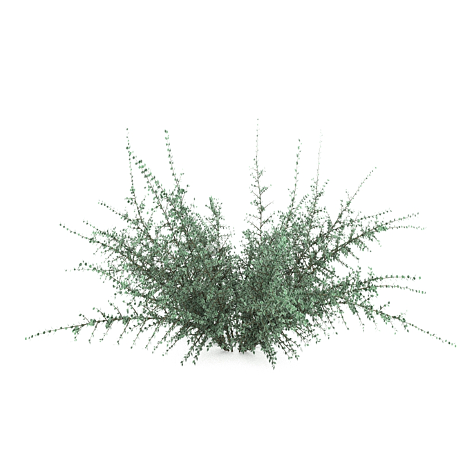 Horizontal Cotoneaster: Compact Beauty for Your Garden 3D model image 1
