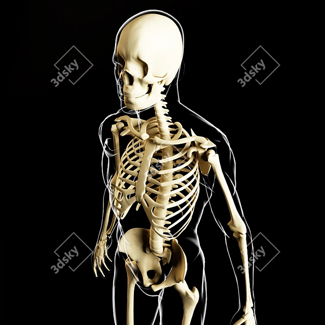 Glowing Skeleton Model 3D model image 1