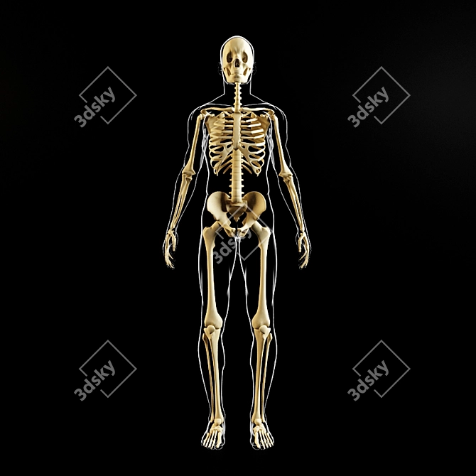 Glowing Skeleton Model 3D model image 2