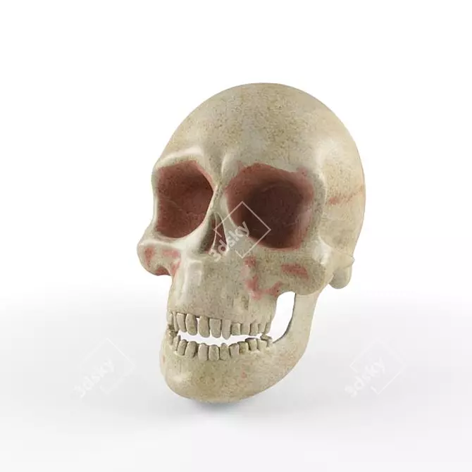 Skull Texture for Photoshop 3D model image 1