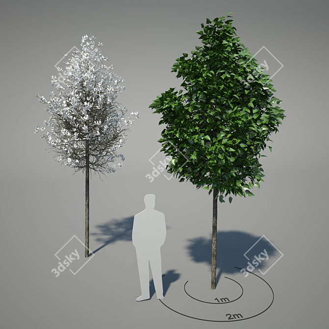 Magnolia Kobus: Fragrant White Flowers - 2 Flowering Periods [Max 2010 - Vray 2, FBX 3D model image 1