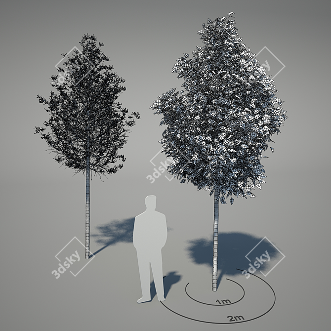 Magnolia Kobus: Fragrant White Flowers - 2 Flowering Periods [Max 2010 - Vray 2, FBX 3D model image 2