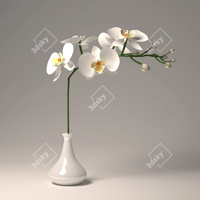 Elegant White Phalaenopsis Orchid 3D model image 1