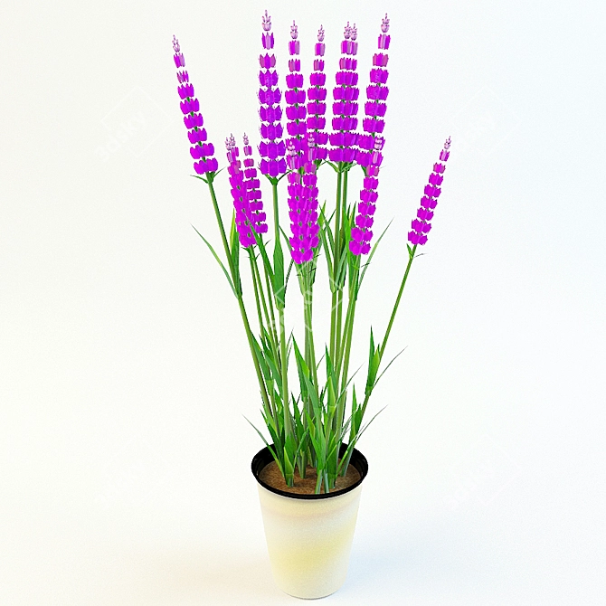 Lavendel Max: V-Ray Beauty 3D model image 1