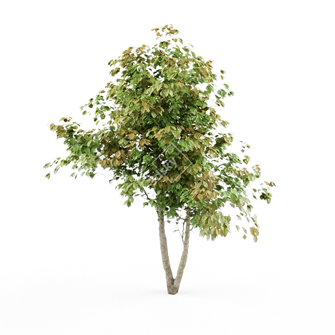 HD Variety Tree: Optimized for Rendering 3D model image 1
