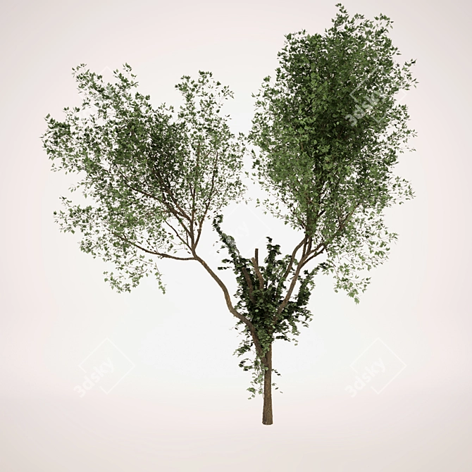 Nature's Beauty Tree_2 3D model image 1