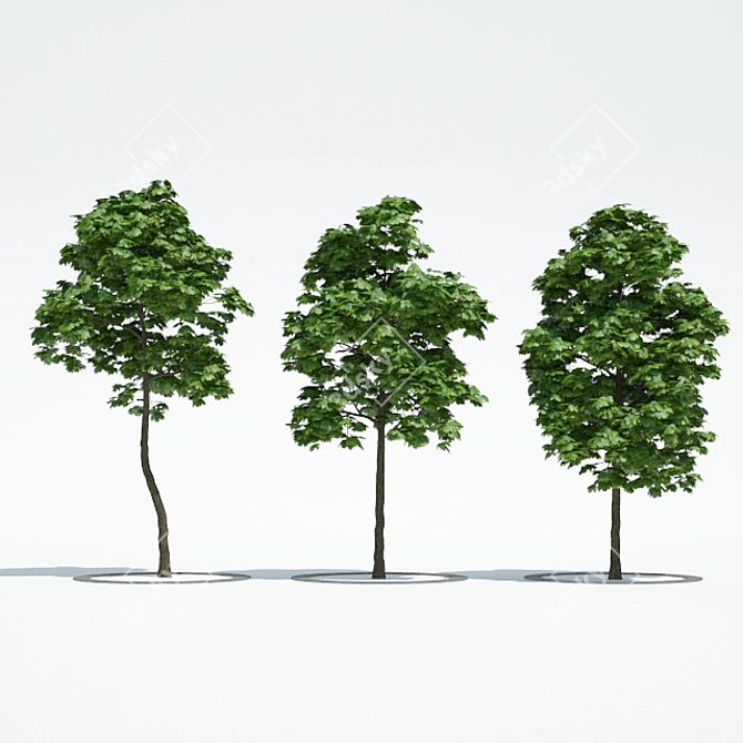 3 Maple Trees - Ready for Archi Viz 3D model image 1