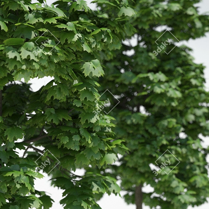 3 Maple Trees - Ready for Archi Viz 3D model image 2