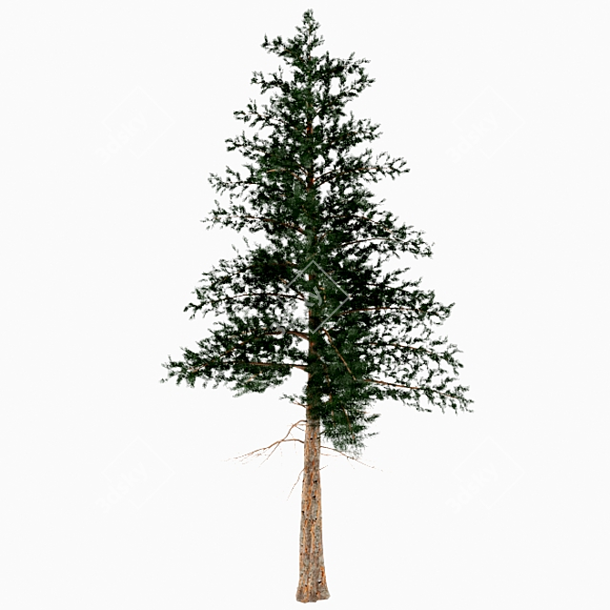 Title: Larch Texture Pack 3D model image 1