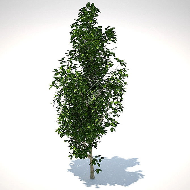 1m Sapling 3D model image 1