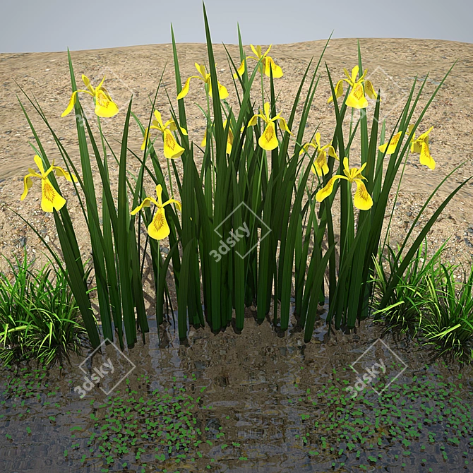 Blooming Marsh Iris 3D model image 1