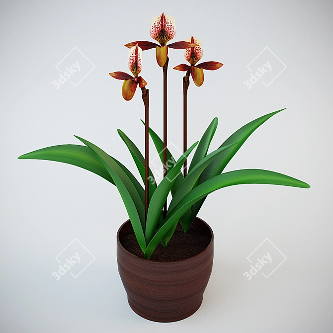 Exotic Winter Bloom Orchid 3D model image 1