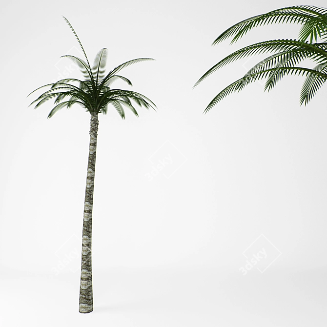 Tropical Palm Trees Bundle 3D model image 1