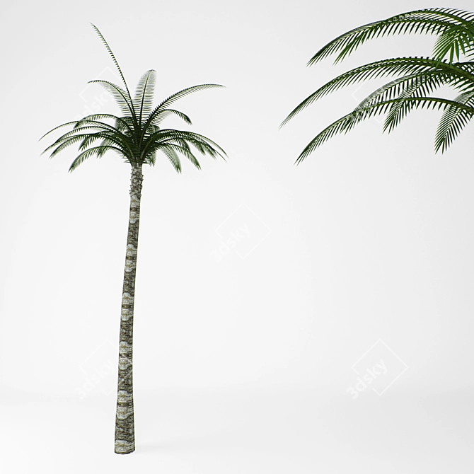 Tropical Paradise Palms 3D model image 1