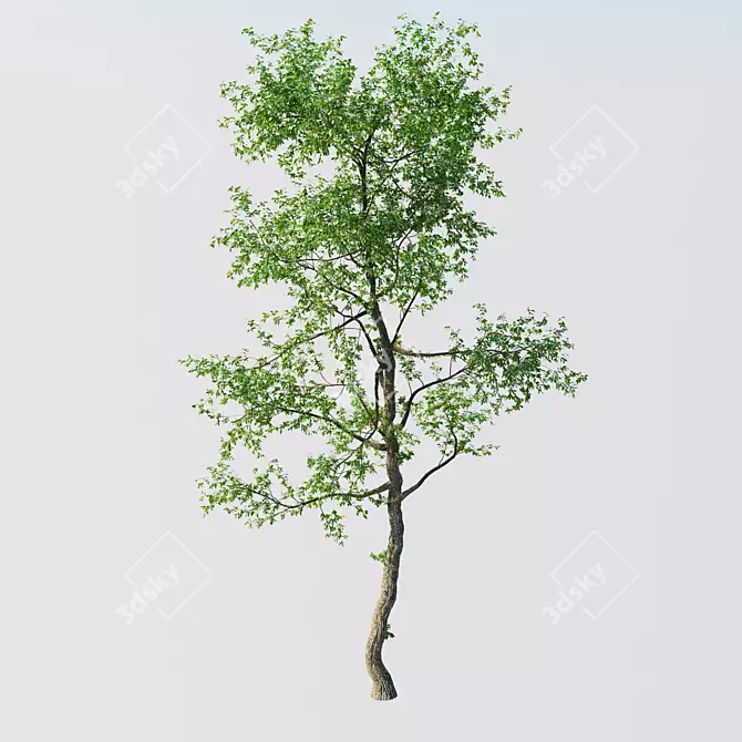 15 Meter Tall Tree | Sparse Crown 3D model image 2