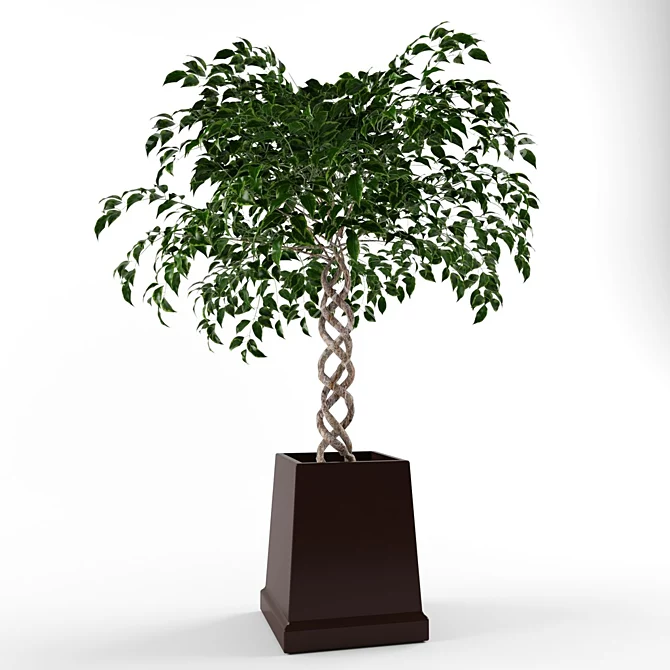 Green Ficus Indoor Ornamental Plant 3D model image 1