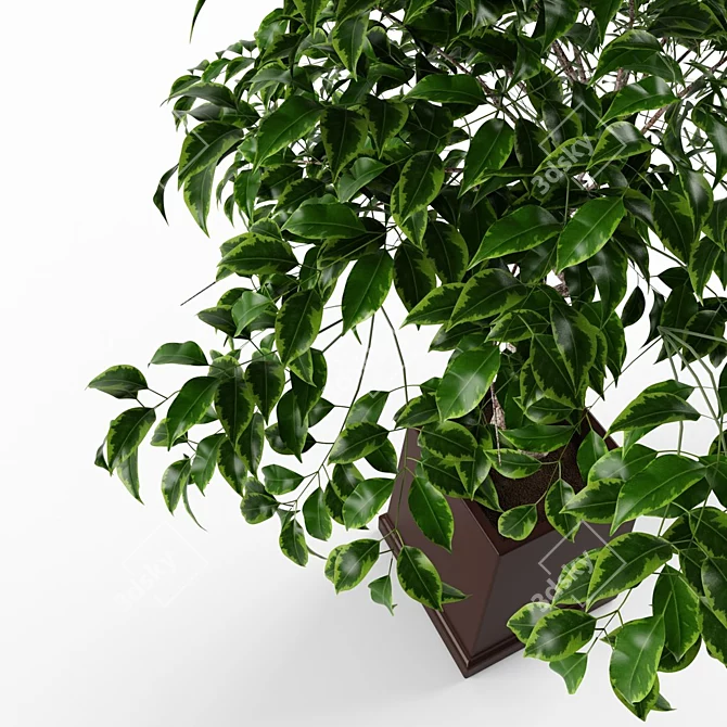 Green Ficus Indoor Ornamental Plant 3D model image 2