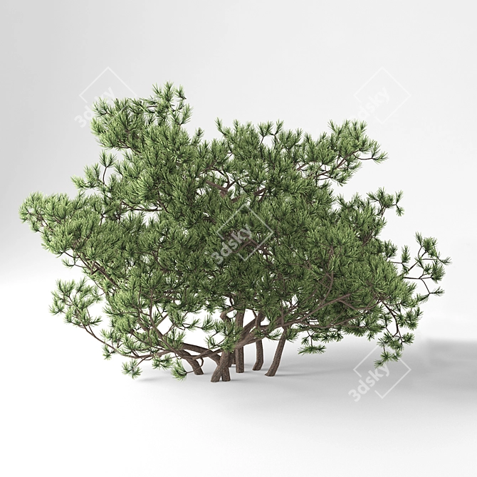 Mountain Pine - Pumilio Forestscape 3D model image 1