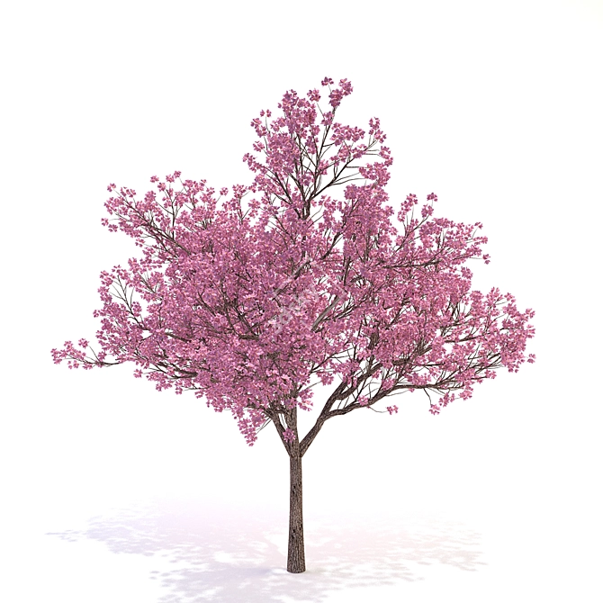 Flowering Dogwood Tree 3D model image 1