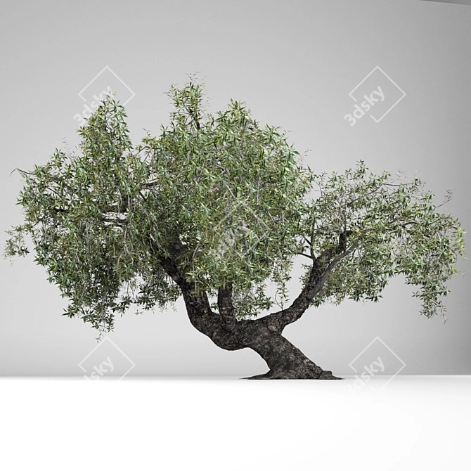 Mediterranean Gold: Olea Europaea 3D model image 1