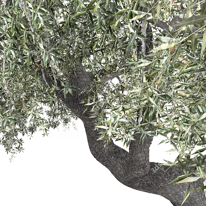 Mediterranean Gold: Olea Europaea 3D model image 2